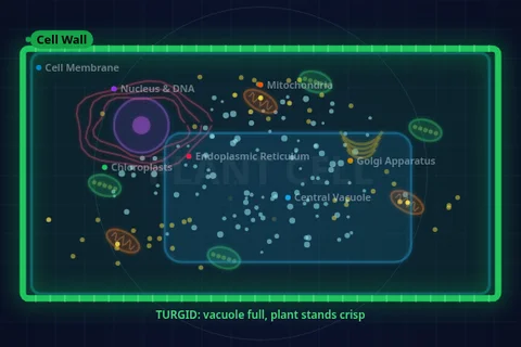 Plant vs. Animal Cells & Organelles preview
